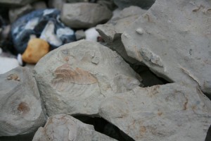Fossils from near Eastbourne